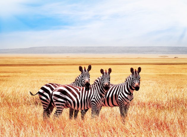 Identit� visuelle pour camping